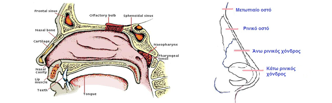 ανατομια της μυτης